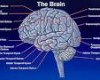 مغز بزرگ انسان و افزایش توانایی ها